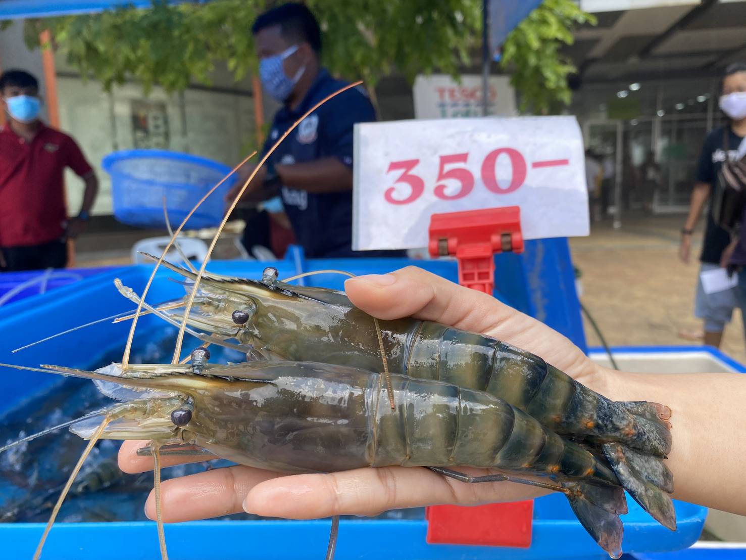 อยุธยาซิตี้พาร์ค เปิดพื้นที่ให้เกษตรกรขายสินค้าฟรีฝ่าวิกฤติโควิด-19