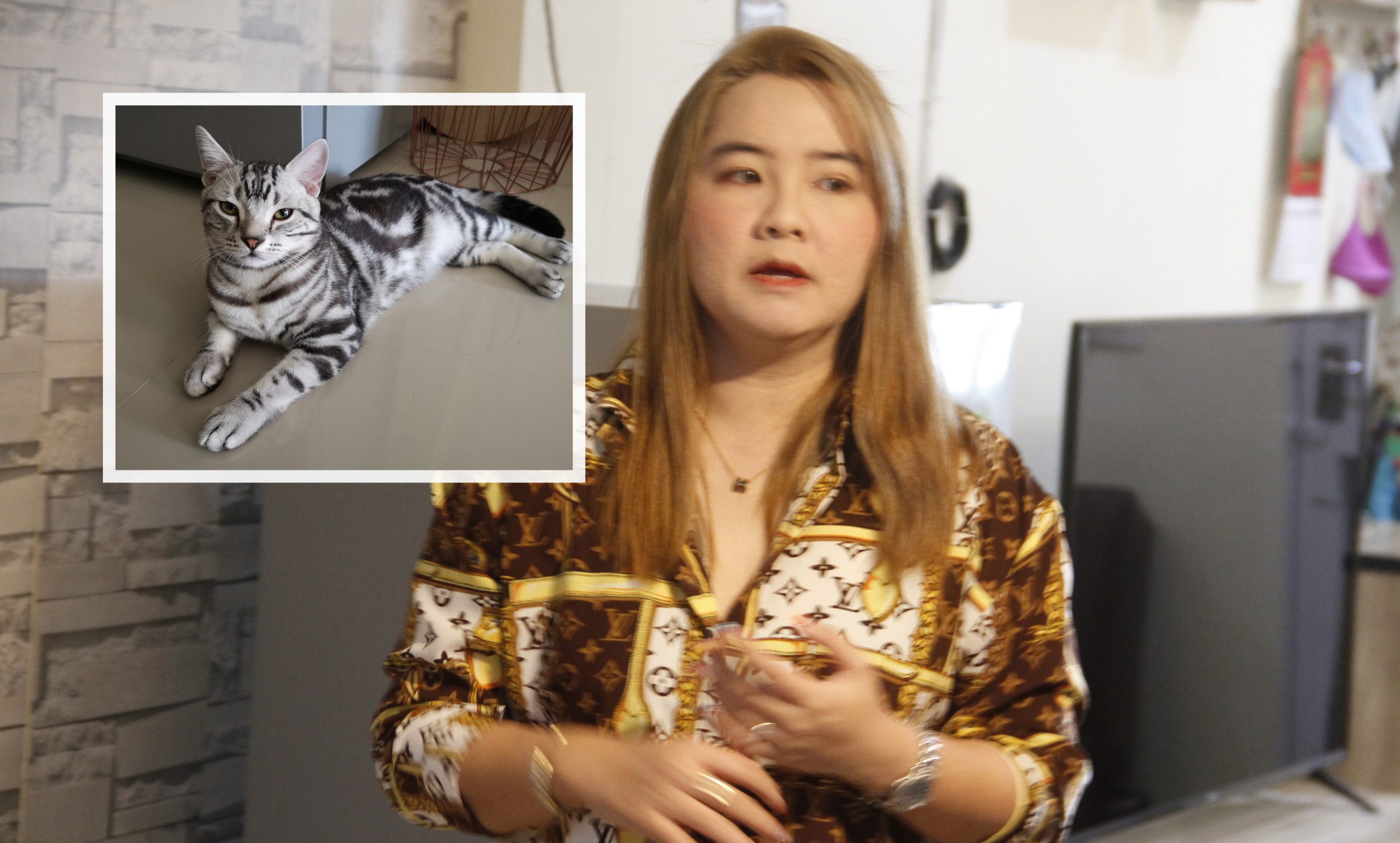 มูลนิธิสั่งพักงานอาสาสมัครจับแมว ‘เจ้าสัว’ ไปปล่อยจนตาย เจ้าของแมวแจ้งความดำเนินคดี