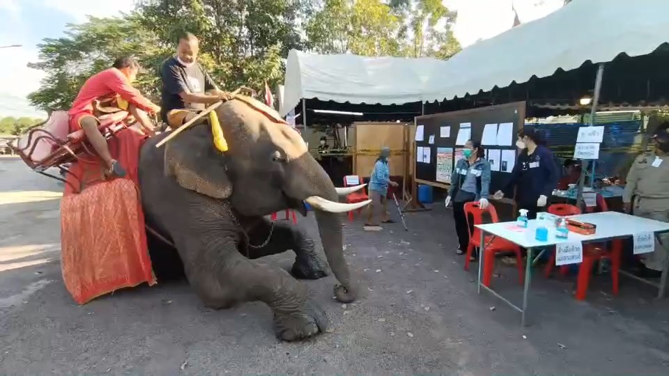 เลือกตั้งอยุธยาคึกคัก เจ้าของวังช้างอยุธยาขี่ช้างไปลงคะแนน
