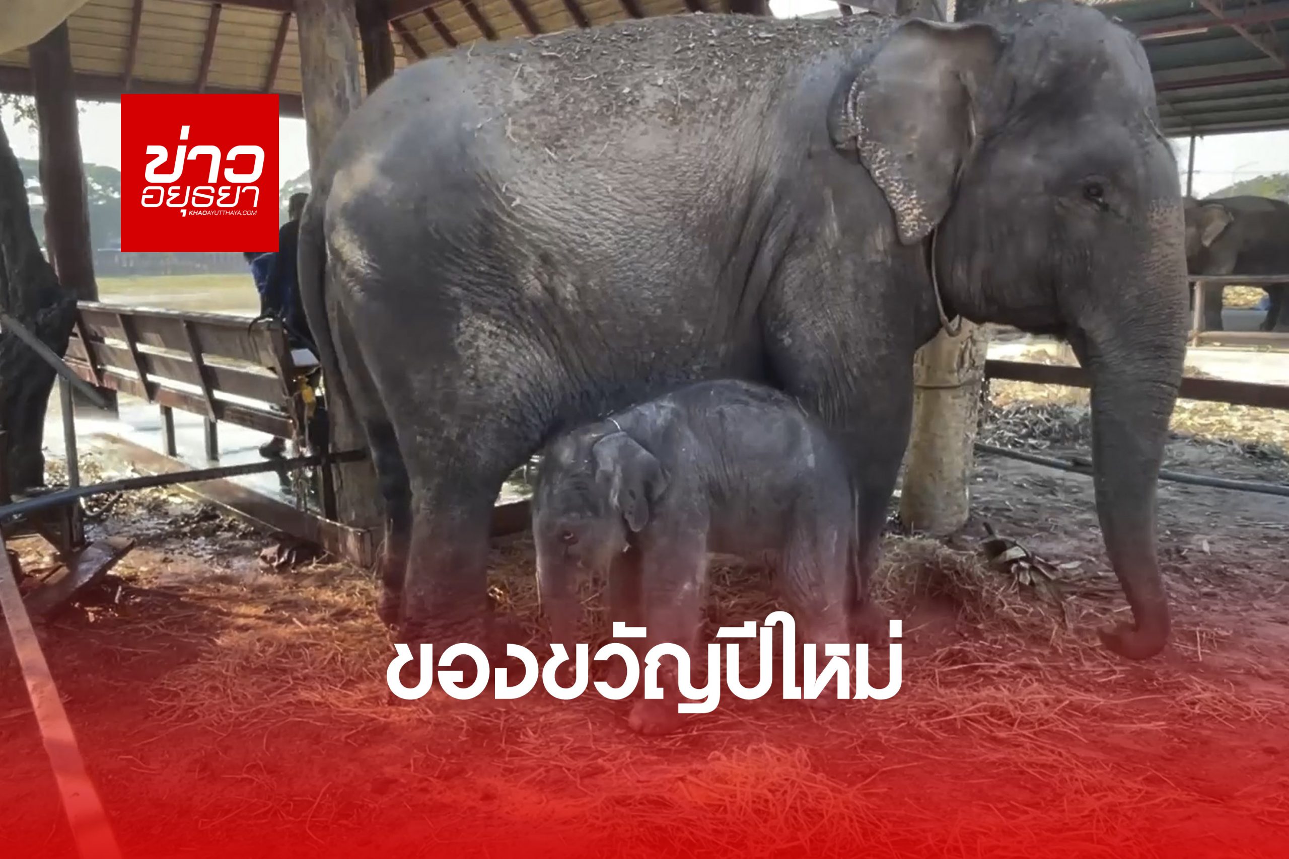 แม่ช้างตกลูกเชือกที่ 91 ให้กับวังช้างแลเพนียดอยุธยา เป็นของขวัญวันปีใหม่