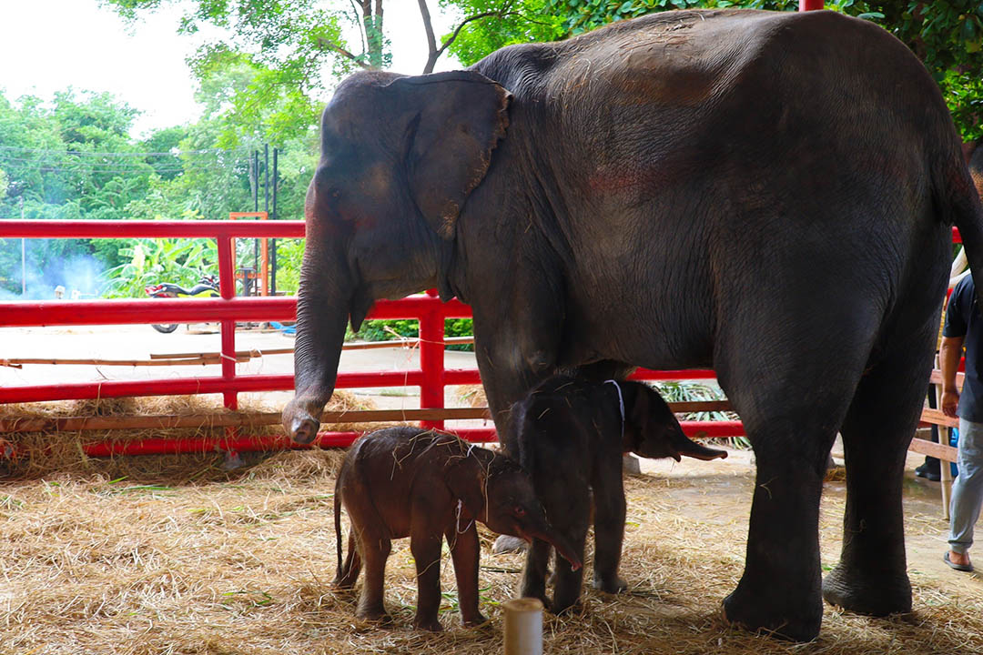 สมเด็จธงชัย”มอบสายสิญจน์ ผูกรับขวัญลูกช้างแฝด ของวังช้างแลเพนียด